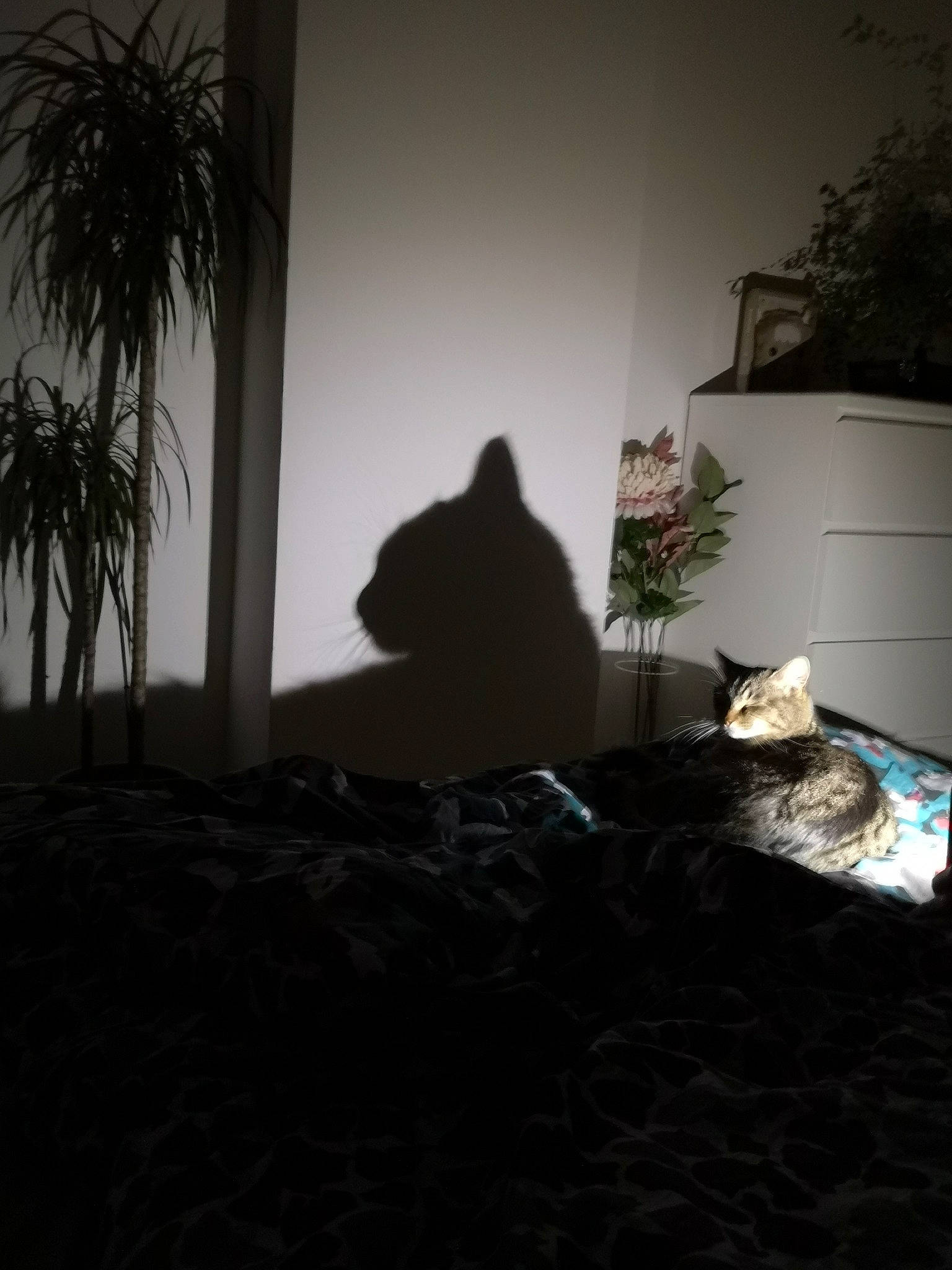 Nala a rejoint le concours — aidez-le/la à gagner de superbes lots ! architecture, black, black_cat, cat, darkness, felidae, floor, furniture, grass, home, house, interior_design, light, photography, plant, room, small_to_medium_sized_cats, sunlight, tree, window