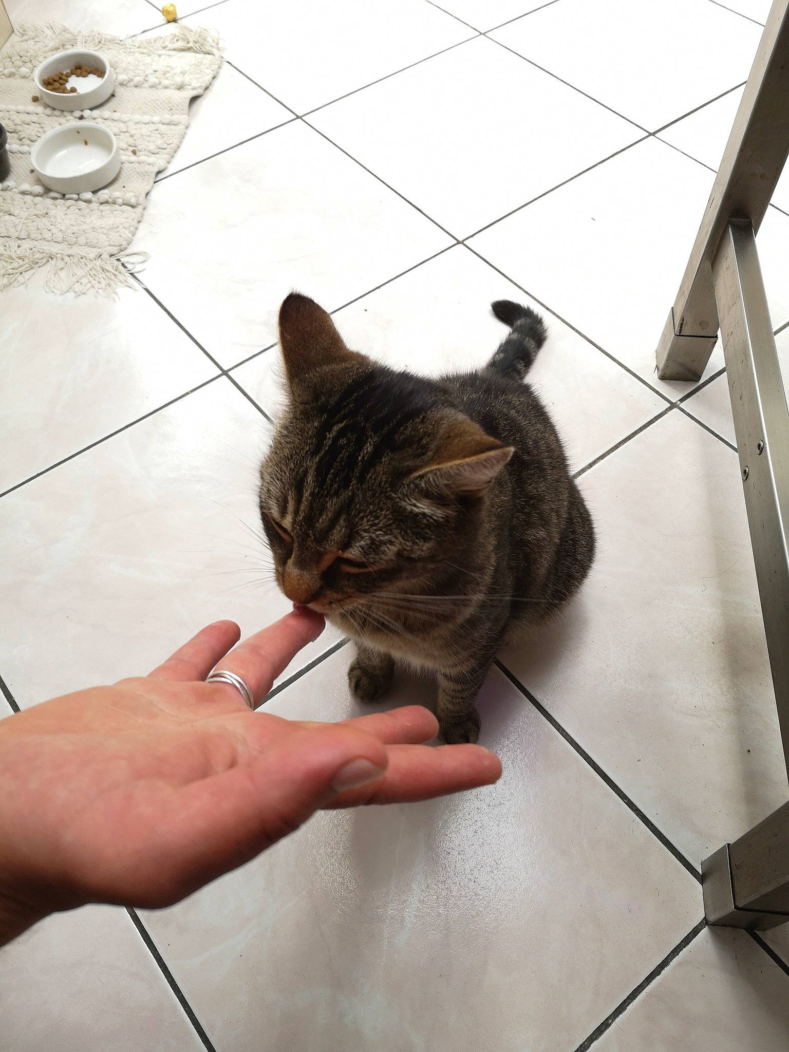 Nala participe au concours pour gagner de l'argent avec cette photo : asian, bengal, carnivore, cat, domestic_short_haired_cat, dragon_li, european_shorthair, fawn, felidae, floor, flooring, fur, hand, kitten, small_to_medium_sized_cats, tabby_cat, whiskers