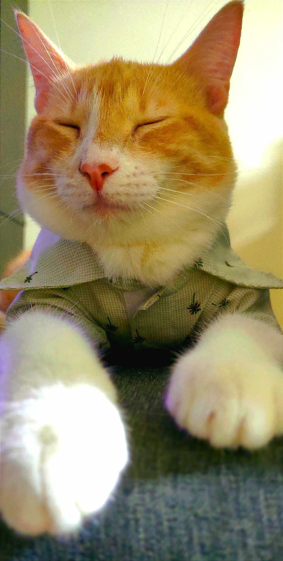 Odin