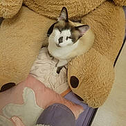 Topaze participe au concours pour gagner de l'argent avec cette photo : cat, kitten, sleepy, sitting, indoors, plush_toy, teddy_bear, blanket, cushion, soft, cozy, brown, white, black, pink, purple, relaxed, pet, animal, portrait
