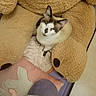 cat, kitten, sleepy, sitting, indoors, plush_toy, teddy_bear, blanket, cushion, soft, cozy, brown, white, black, pink, purple, relaxed, pet, animal, portrait