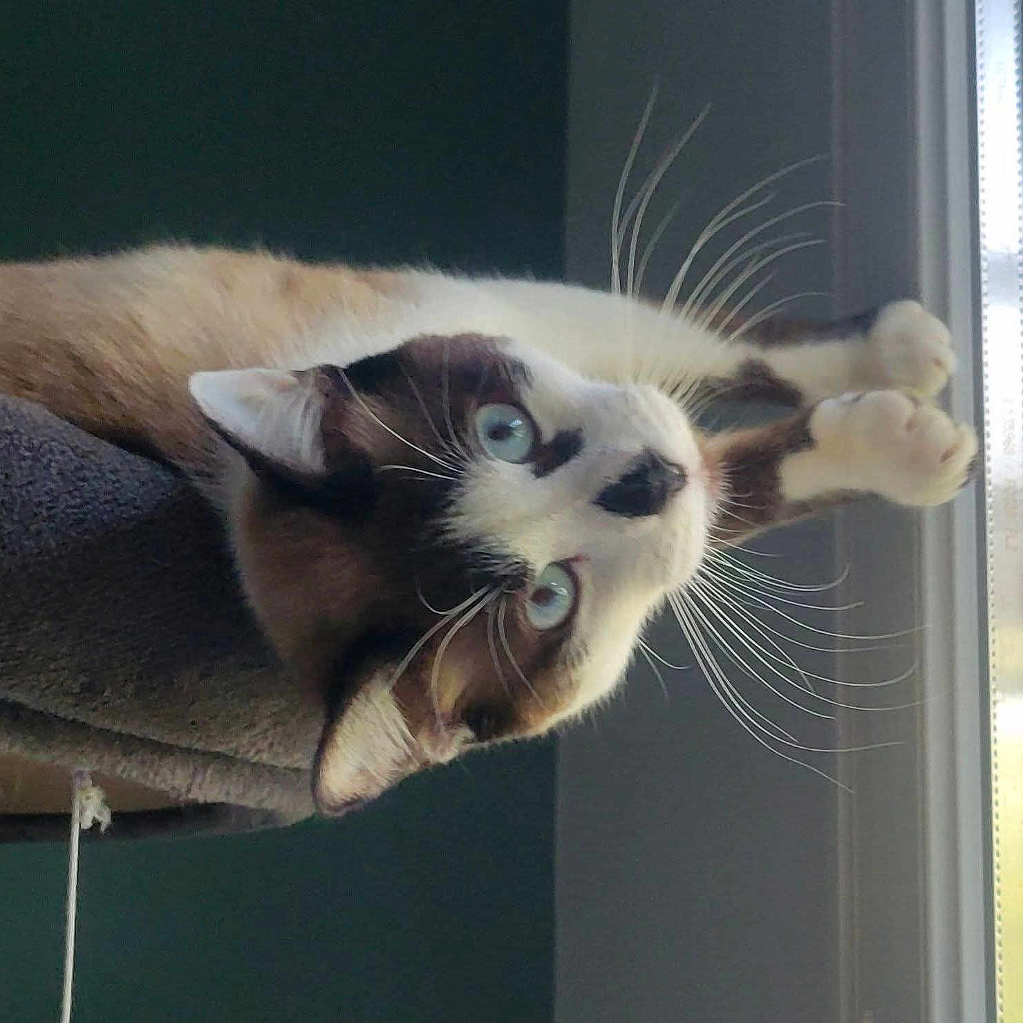 Topaze participe au concours pour gagner de l'argent avec cette photo : cat, siamese_cat, pet, animal, feline, blue_eyes, whiskers, long_hair, cream_fur, brown_markings, upside_down, hanging, paws, window, indoors, cat_tree, portrait, curious, funny_pose, close_up