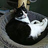 cat, tuxedo_cat, black_and_white, feline, pet, animal, face, green_eyes, pink_nose, whiskers, pointed_ears, lying_down, relaxed, lounging, cat_tree, hammock, plush_bed, indoor, home, portrait