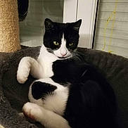 Moon a rejoint le concours — aidez-le/la à gagner de superbes lots ! cat, tuxedo_cat, black_and_white, pet, animal, feline, portrait, close_up, green_eyes, whiskers, ears, paws, lounging, relaxed, cat_bed, scratching_post, indoor, window, cozy, fur