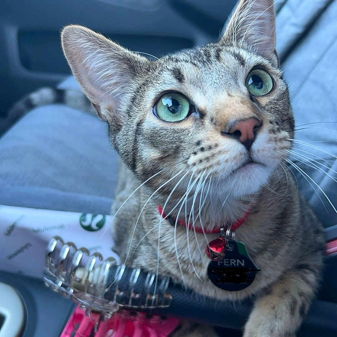 Fern is registered to the contest to win money with this photo: abyssinian, accessories, animal, belt, bracelet, cat, cushion, face, head, homedecor, jewelry, kitten, leash, manx, necklace, person, pet, photography, portrait, strap