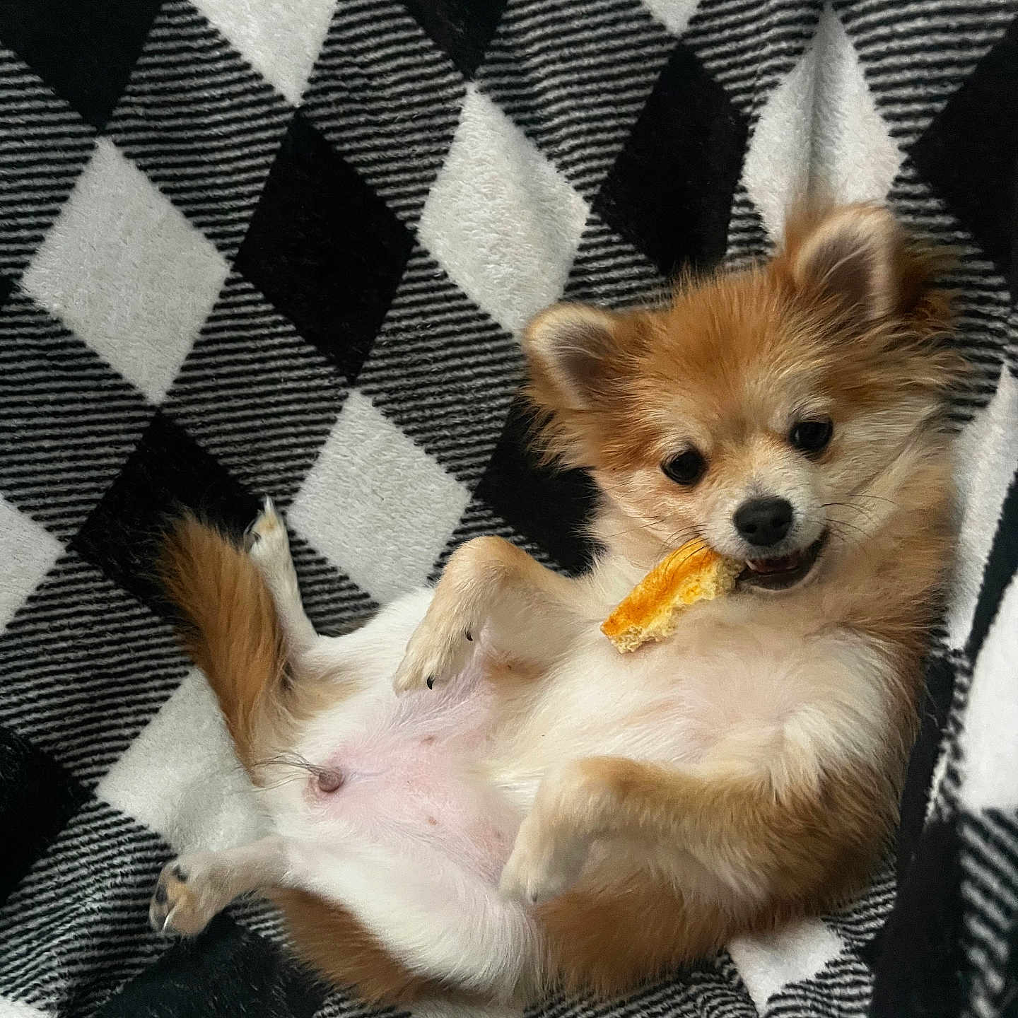 Polly is registered to the contest to win money with this photo: dog, puppy, pet, animal, fluffy, brown, white, lying_down, blanket, pattern, black_and_white, cute, snack, mouth, relaxed, indoor, fur, small_dog, playful, resting
