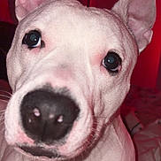 Mïa a rejoint le concours — aidez-le/la à gagner de superbes lots ! dog, close_up, white_dog, ears, nose, pets, animal, indoor, curious, fur, portrait, canine, looking, face, whiskers, friendly, companionship, cute, alert, domestic_animal