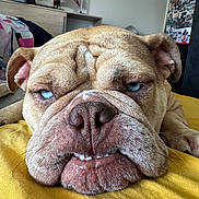 Athena a rejoint le concours — aidez-le/la à gagner de superbes lots ! dog, bulldog, blue_eyes, close_up, indoor, yellow_blanket, toy_figure, collage, face, wrinkles, pet, animal, lying_down, snout, ears, fur, expression, cute, portrait, home