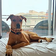 Hylia a rejoint le concours — aidez-le/la à gagner de superbes lots ! animal, balcony, bed, brown_dog, calm, canine, chair, cityscape, collar, daylight, dog, domestic, furniture, home, indoor, lounging, pet, relaxed, resting, window