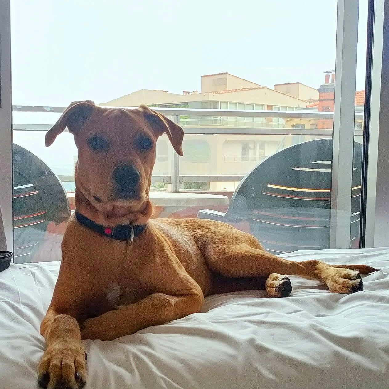 Hylia a rejoint le concours — aidez-le/la à gagner de superbes lots ! animal, balcony, bed, brown_dog, calm, canine, chair, cityscape, collar, daylight, dog, domestic, furniture, home, indoor, lounging, pet, relaxed, resting, window
