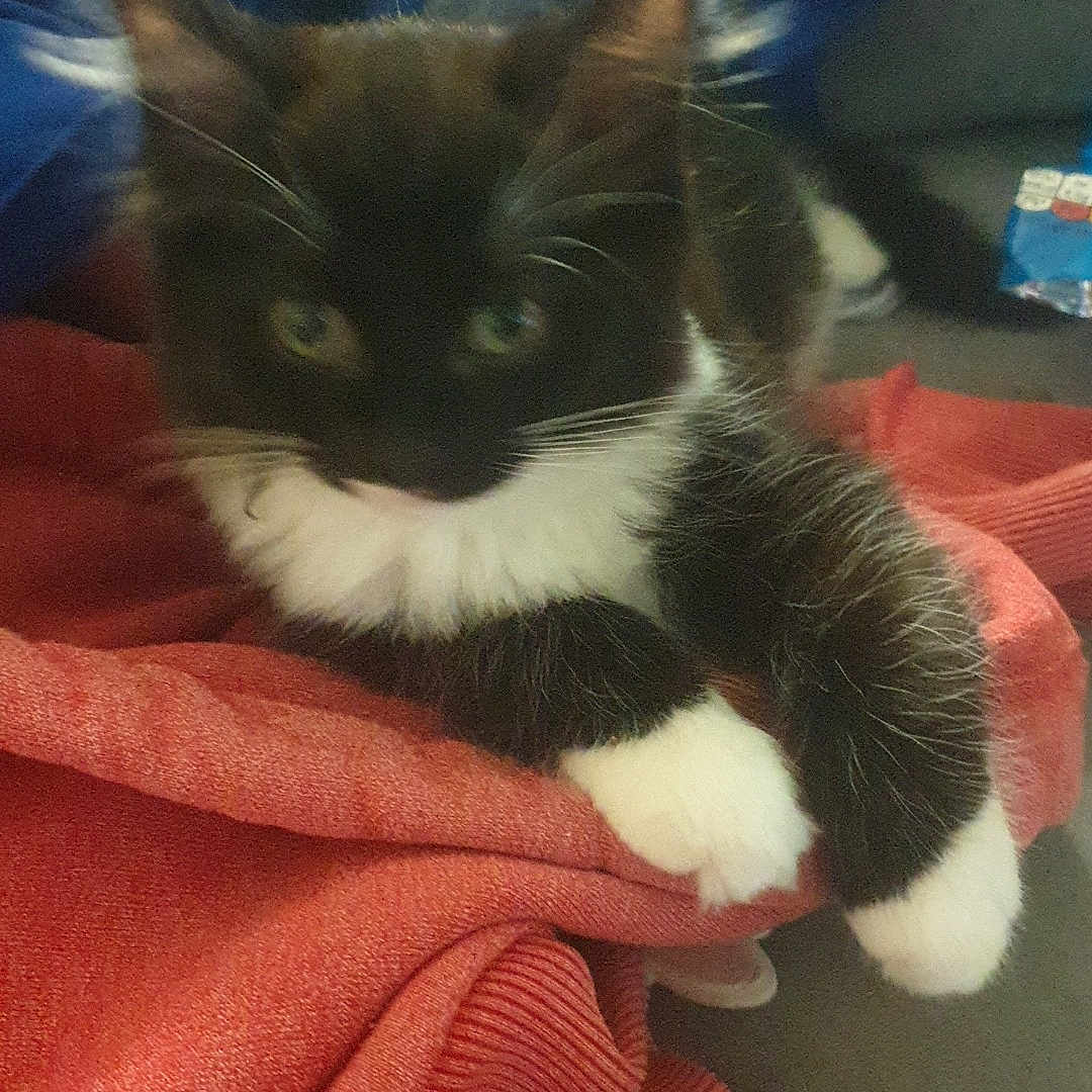 Socks joined the competition — help win amazing prizes! abyssinian, animal, blanket, cat, chair, couch, cushion, furniture, homedecor, indoors, kitten, laundry, linen, manx, person, pet, quilt, siamese, sleeping, towel