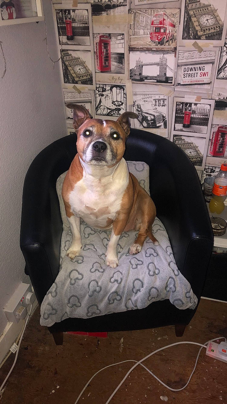 Pringle is registered to the contest to win money with this photo: art, canidae, carnivore, chair, collar, comfort, companion_dog, dog, dog_breed, dog_collar, dog_supply, fawn, flooring, pet_supply, picture_frame, sitting, snout, sporting_group, whiskers, working_animal