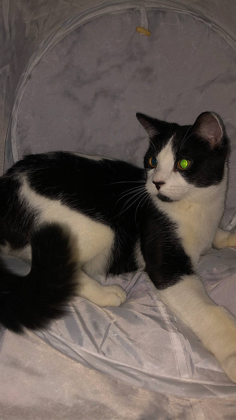 Inks joined the competition — help win amazing prizes! carnivore, cat, comfort, domestic_short_haired_cat, eye, felidae, fur, head, monochrome_photography, paw, sitting, small_to_medium_sized_cats, snout, tail, whiskers