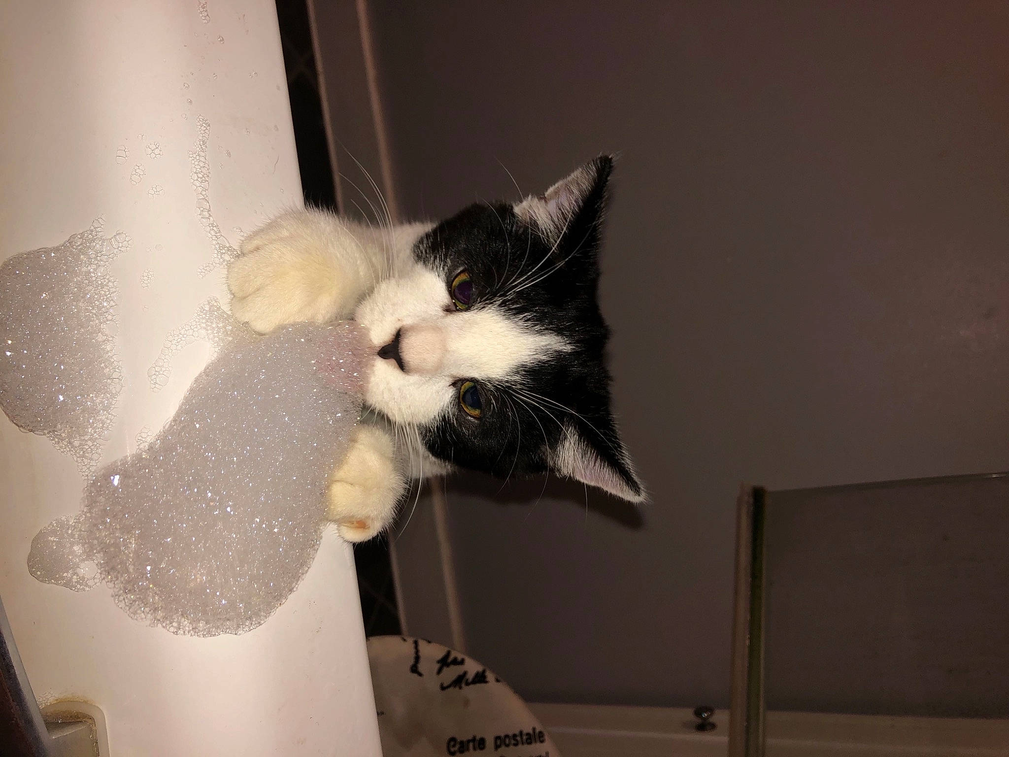 Inks joined the competition — help win amazing prizes! carnivore, cat, ceiling, comfort, domestic_short_haired_cat, felidae, fur, head, metal, monochrome_photography, paper, paper_product, paw, room, shelf, small_to_medium_sized_cats, stuffed_toy, tail, toy, whiskers