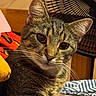 cat, tabby_cat, pet, animal, feline, whiskers, ears, eyes, fur, striped_fur, close_up, portrait, sitting, indoors, home, fan, blanket, bedding, warm_lighting, cute