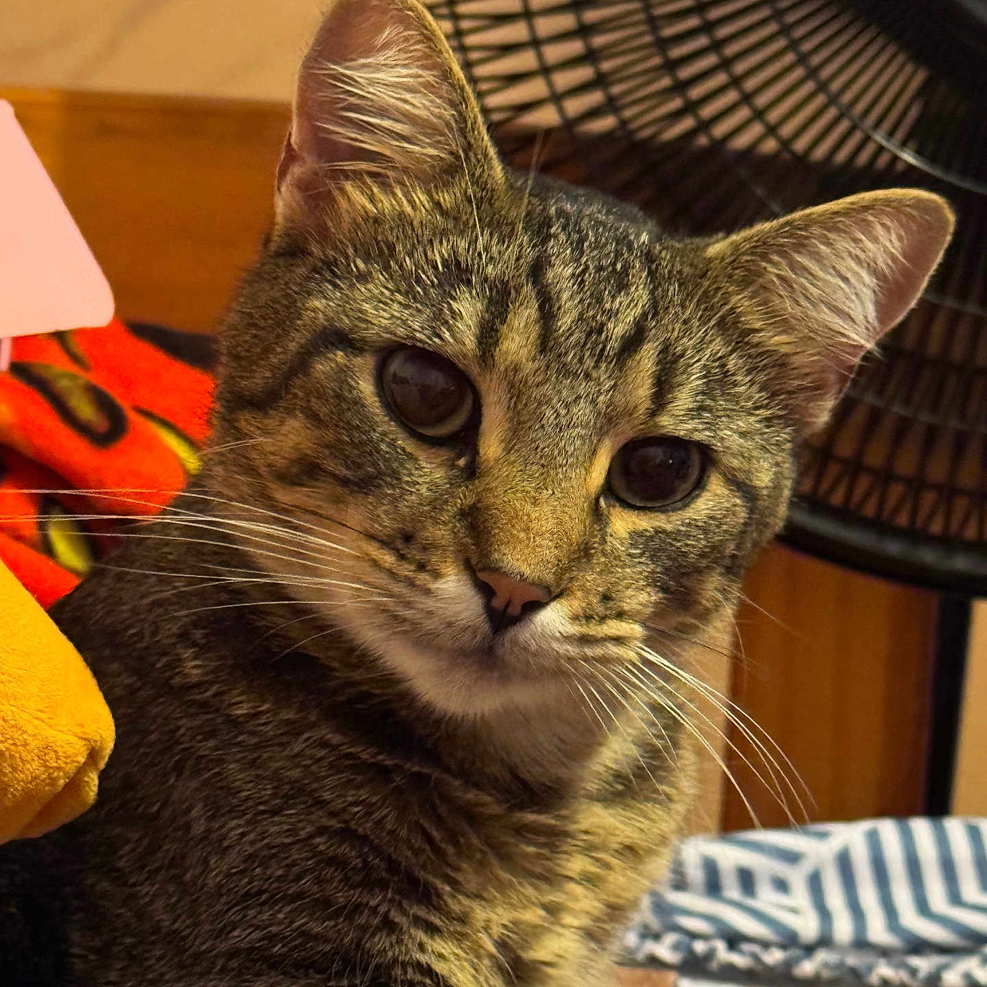 Ozzie