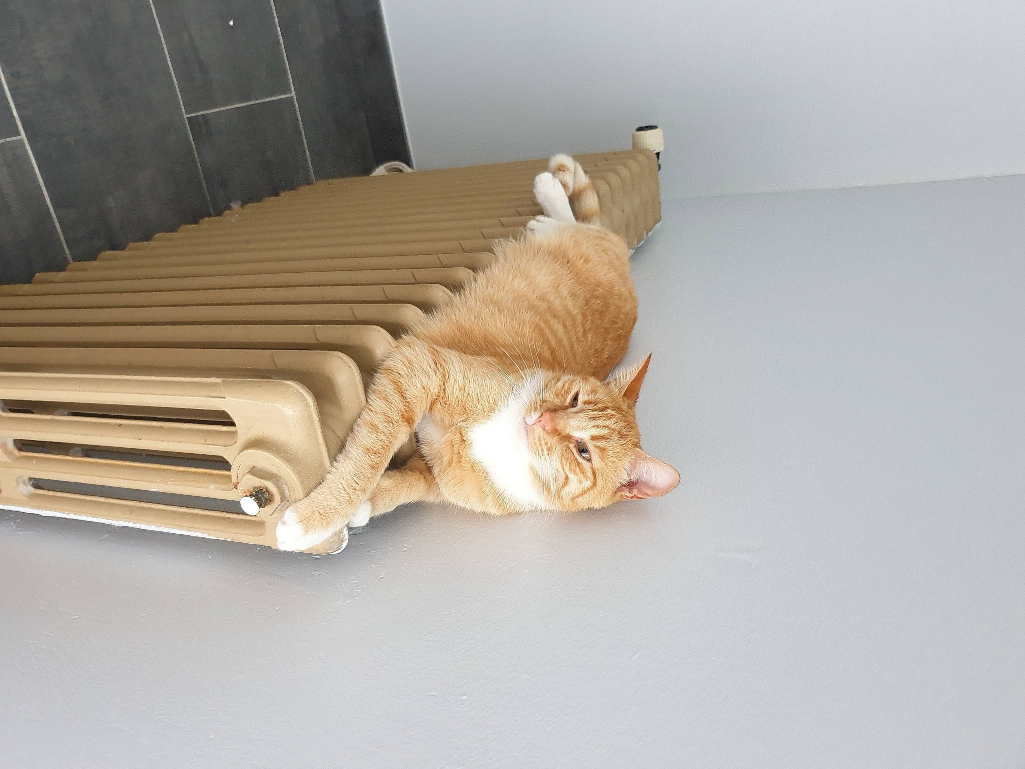 Tiki participe au concours pour gagner de l'argent avec cette photo : beige, carnivore, cat, cat_supply, comfort, couch, domestic_short_haired_cat, fawn, felidae, floor, flooring, hardwood, pet_supply, plywood, rectangle, room, small_to_medium_sized_cats, tail, whiskers, wood