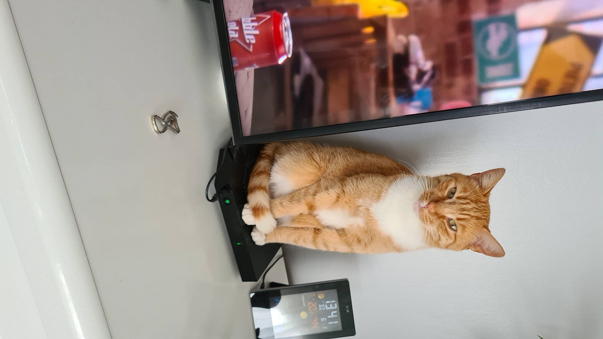 Tiki participe au concours pour gagner de l'argent avec cette photo : canidae, carnivore, cat, claw, couch, display_case, domestic_short_haired_cat, fawn, felidae, fur, house, mobile_phone, paw, room, small_to_medium_sized_cats, tail, whiskers, window, wood