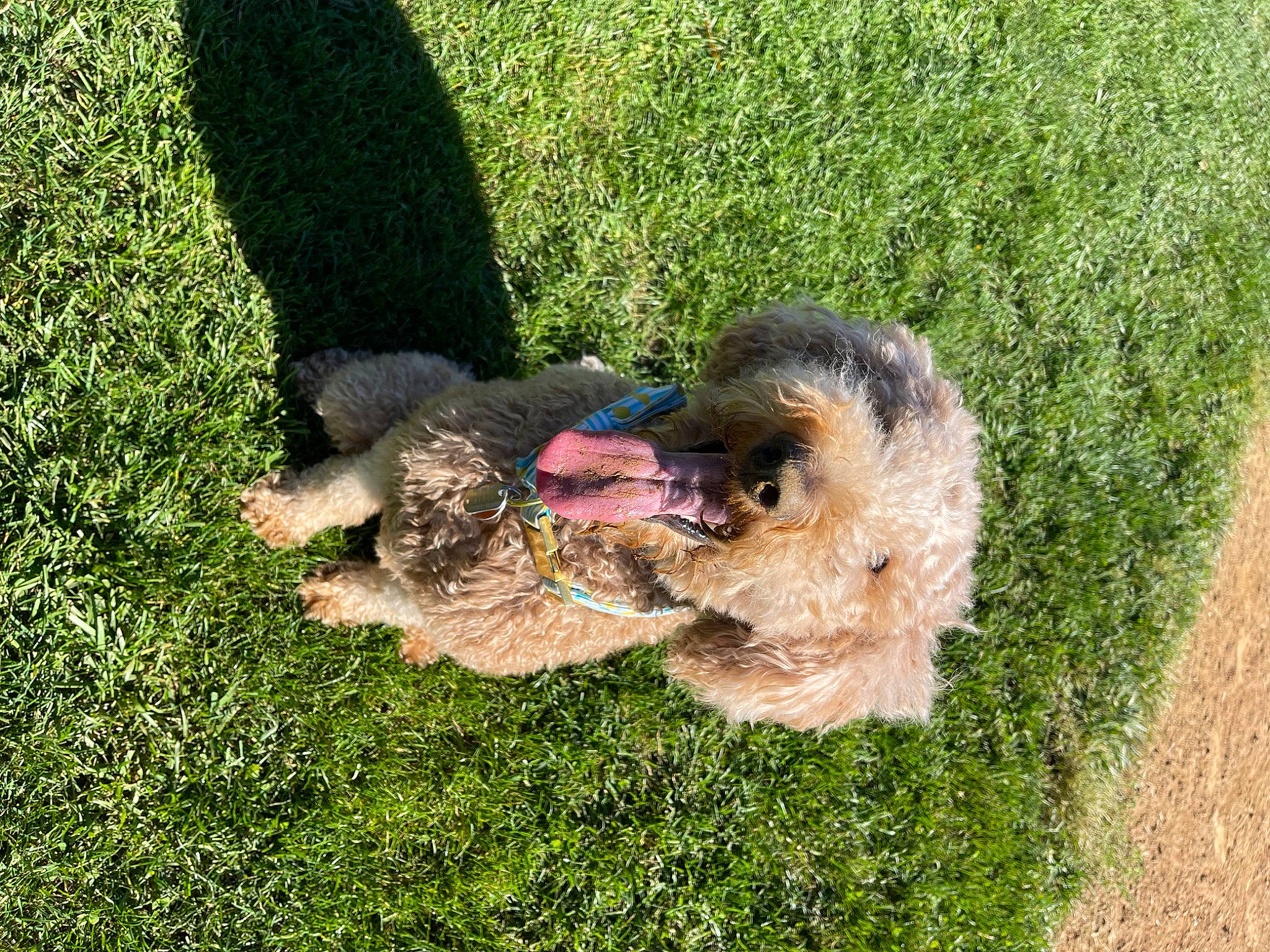 Tango joined the competition — help win amazing prizes! airedale_terrier, canidae, carnivore, companion_dog, dog, dog_breed, fur, grass, grass_family, groundcover, labradoodle, lawn, soil, sporting_group, tail, terrier, toy_dog, water_dog, welsh_terrier, yorkipoo