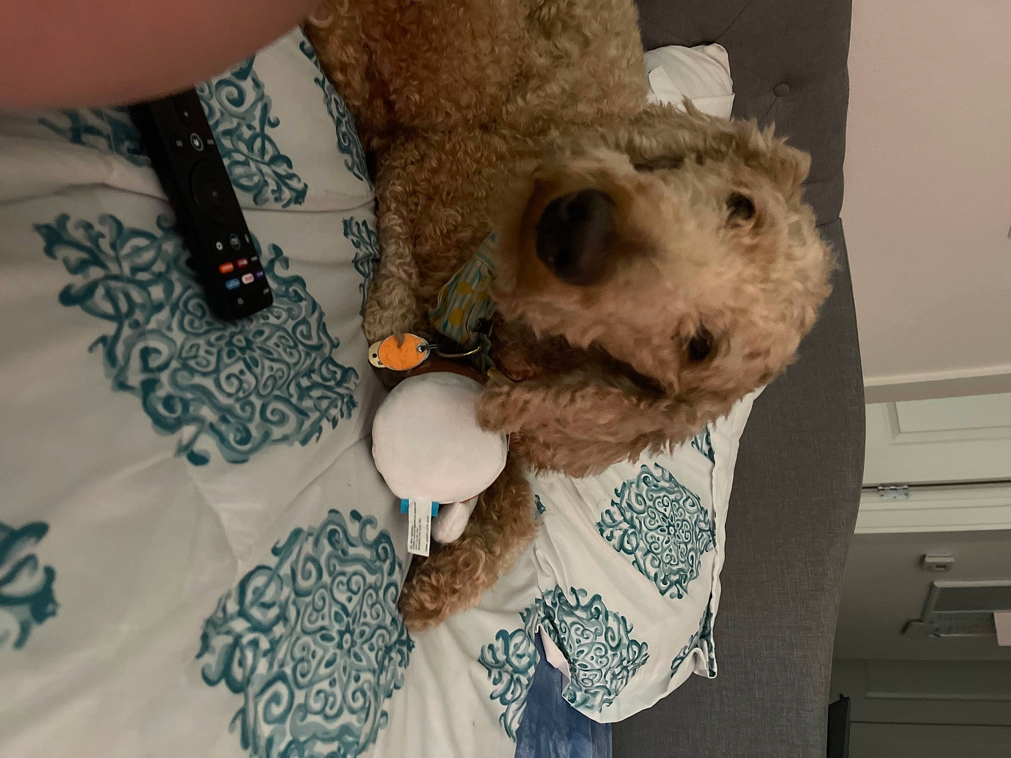 Tango is registered to the contest to win money with this photo: bear, canidae, companion_dog, craft, fashion_accessory, fur, jewellery, linens, nail, pattern, plush, snout, sporting_group, stuffed_toy, tablecloth, tableware, teddy_bear, toy, wool, wrist