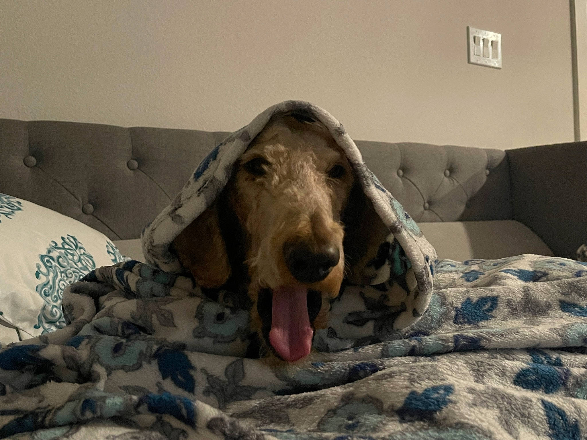 Tango is registered to the contest to win money with this photo: aircraft, art, bed, bedding, canidae, carnivore, comfort, companion_dog, couch, dog, dog_breed, dog_supply, flooring, linens, picture_frame, room, snout, sporting_group, terrestrial_animal, working_animal