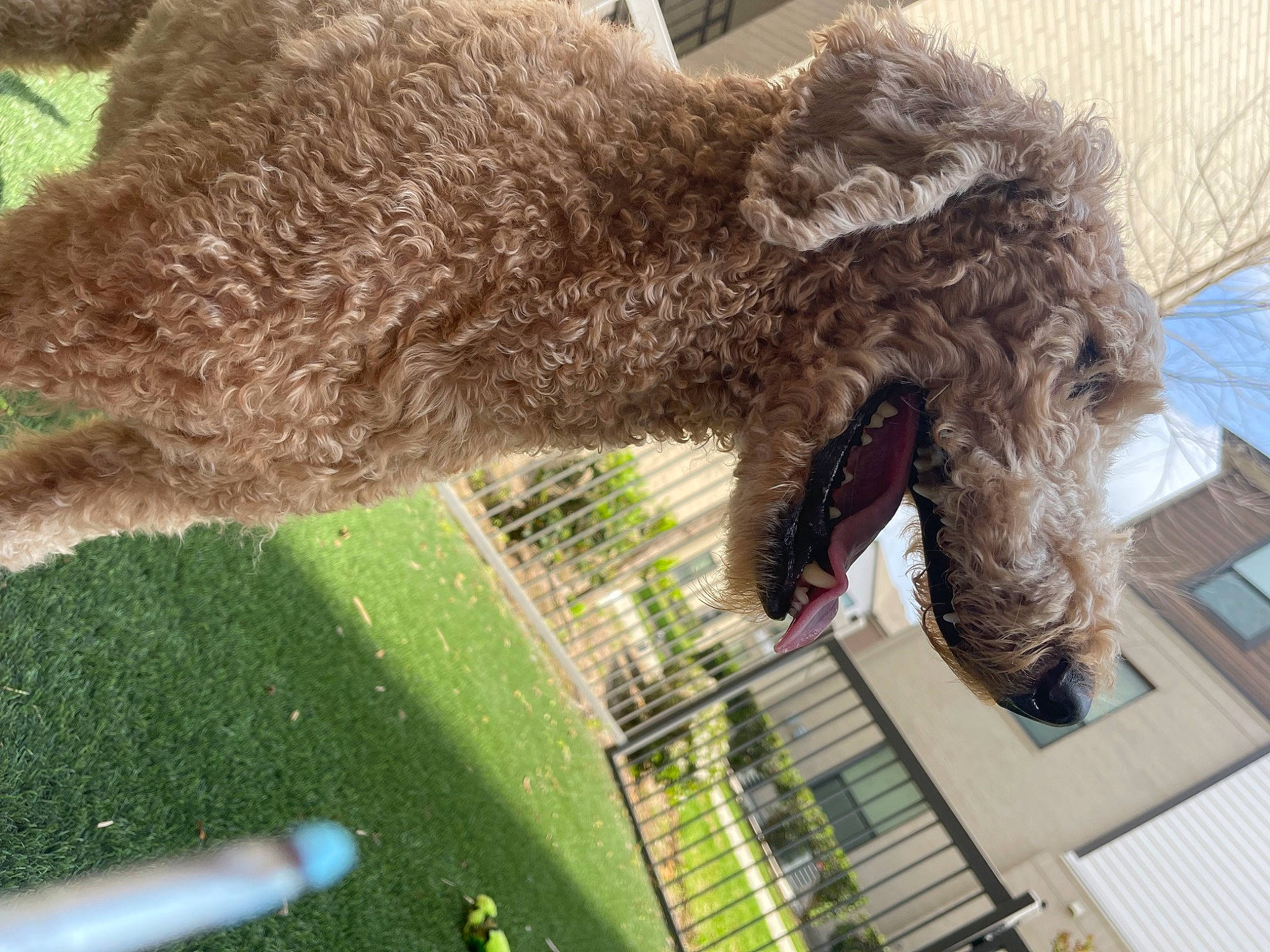 Tango is registered to the contest to win money with this photo: bird_of_prey, canidae, dog_breed, fur, grass, plant, sporting_group, tail, terrestrial_animal, terrier, water_dog, window, working_animal