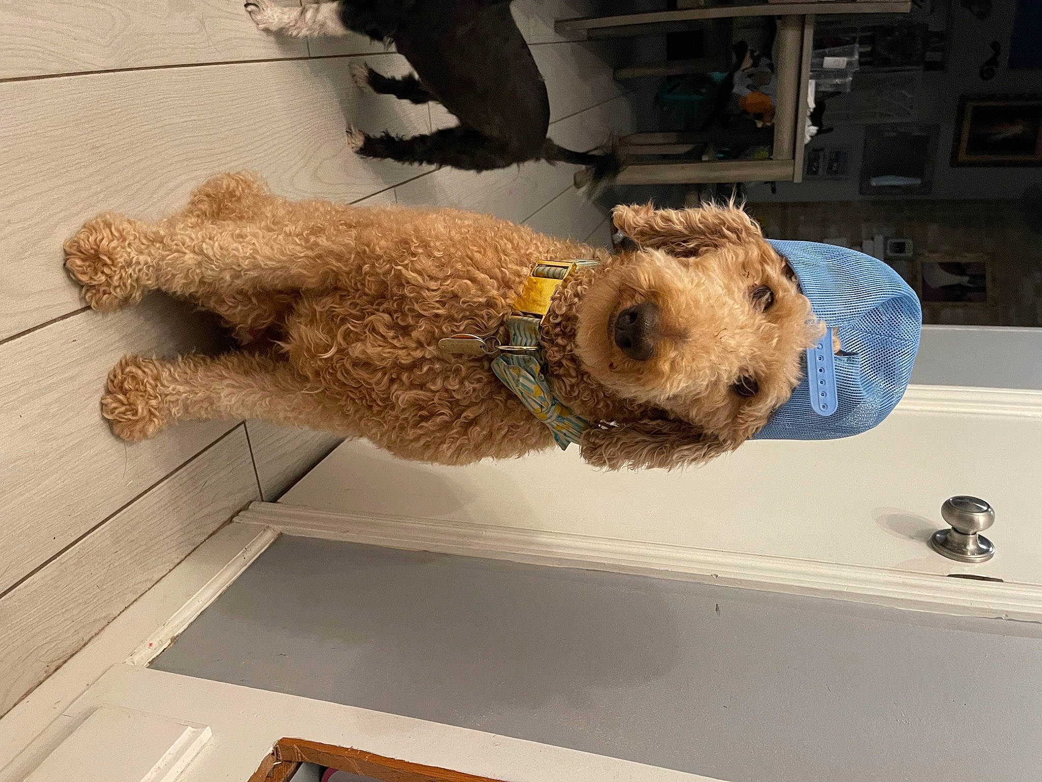 Tango joined the competition — help win amazing prizes! artifact, brown_bear, canidae, carnivore, claw, companion_dog, dog, dog_breed, fawn, flooring, fur, metal, snout, sporting_group, stuffed_toy, tail, terrier, toy, water_dog, wood