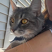 Pearl joined the competition — help win amazing prizes! cat, gray_tabby, yellow_eyes, pet, animal, person, arm, holding, outdoor, porch, siding, chain, fur, whiskers, close_up, curious, face, portrait, daylight, domestic_animal