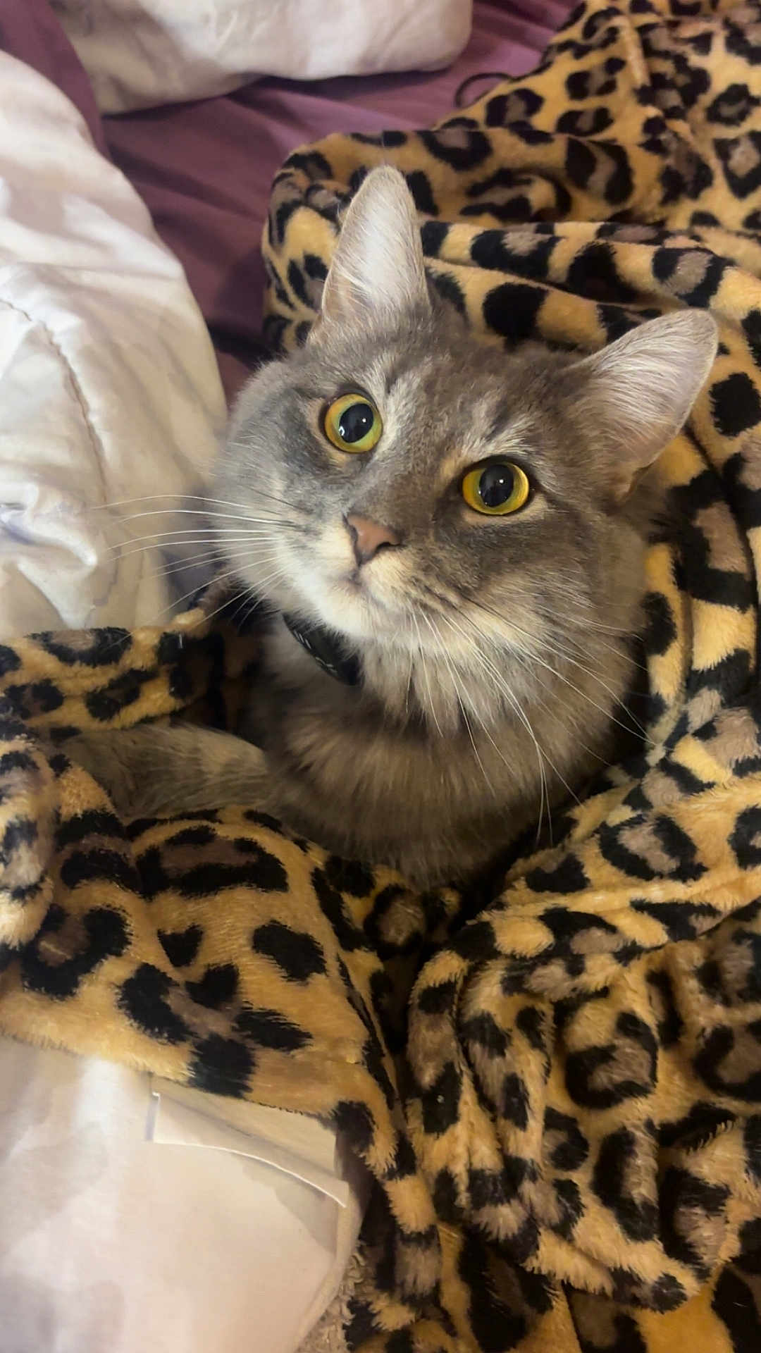 Pearl is registered to the contest to win money with this photo: cat, gray_cat, tabby, pet, animal, blanket, leopard_print, cozy, fur, whiskers, ears, yellow_eyes, indoor, bed, soft, cute, domestic_cat, resting, looking_up, feline