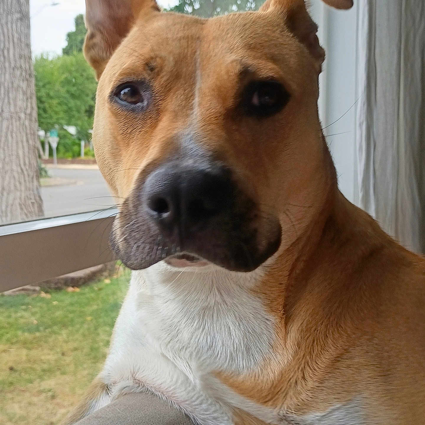Penny Lyle is registered to the contest to win money with this photo: dog, canine, pet, tan_coat, white_chest, short_hair, floppy_ear, upright_ear, brown_eyes, black_nose, closeup, portrait, indoor, window, outdoor_view, grass, trees, couch, alert, funny_expression
