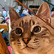 Grizou a rejoint le concours — aidez-le/la à gagner de superbes lots ! cat, close_up, indoor, animal, pet, curious, face, whiskers, ears, feline, domestic_cat, fur, eyes, person, relaxing, furniture, plant, wood, background, cozy