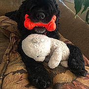 Bubba is registered to the contest to win money with this photo: dog, black_dog, toy, orange_bone, stuffed_animal, teddy_bear, couch, blanket, indoor, pet, fur, nose, paw, window, curtain, plant, relaxing, cozy, playful, animal