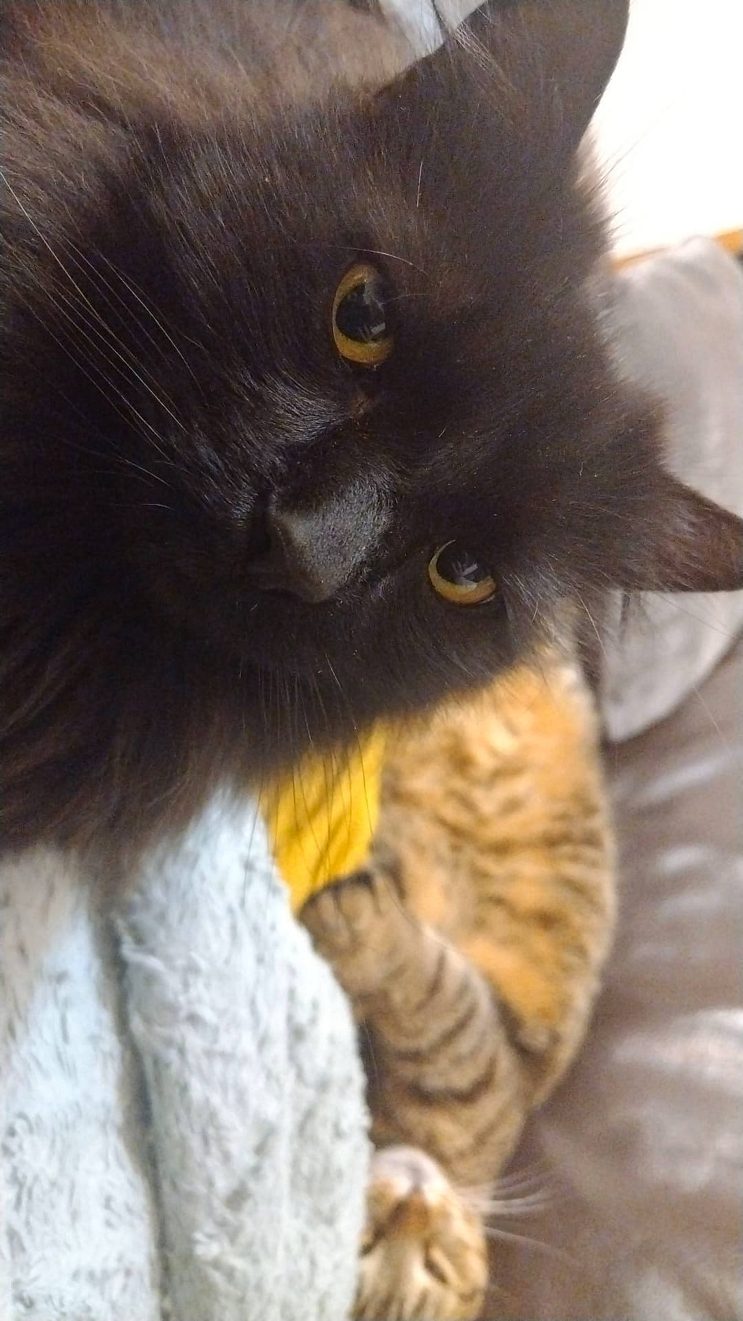 Pum a rejoint le concours — aidez-le/la à gagner de superbes lots ! abyssinian, angora, animal, blackcat, brasssection, cat, horn, kitten, manx, musicalinstrument, pet