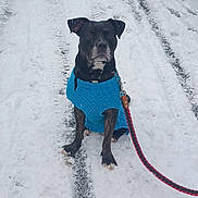 Max joined the competition — help win amazing prizes! dog, blue_sweater, snow, leash, outdoor, winter, path, tire_tracks, animal, pet, cold, black_dog, snowfall, fence, walking, sitting, canine, fur, road, daylight