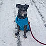 dog, blue_sweater, snow, leash, outdoor, winter, path, tire_tracks, animal, pet, cold, black_dog, snowfall, fence, walking, sitting, canine, fur, road, daylight