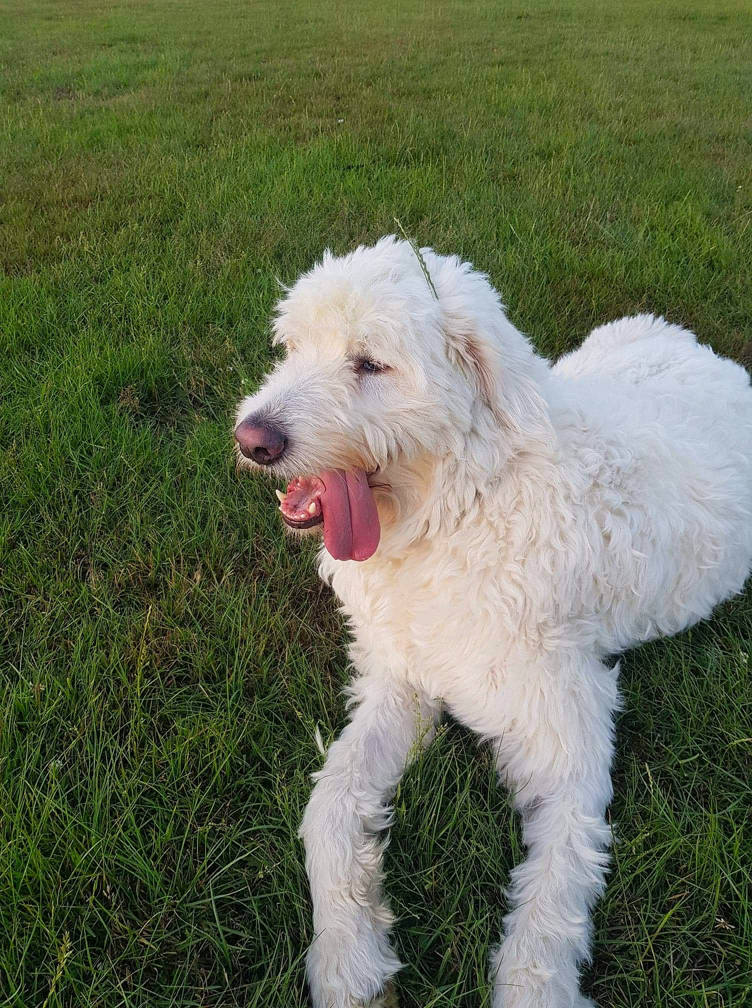 Pufi joined the competition — help win amazing prizes! briquet_griffon_vendeen, canidae, carnivore, companion_dog, dog, dog_breed, goldendoodle, grass, labradoodle, lagotto_romagnolo, mammal, poodle, poodle_crossbreed, rare_breed_dog, sporting_group, terrier, vertebrate