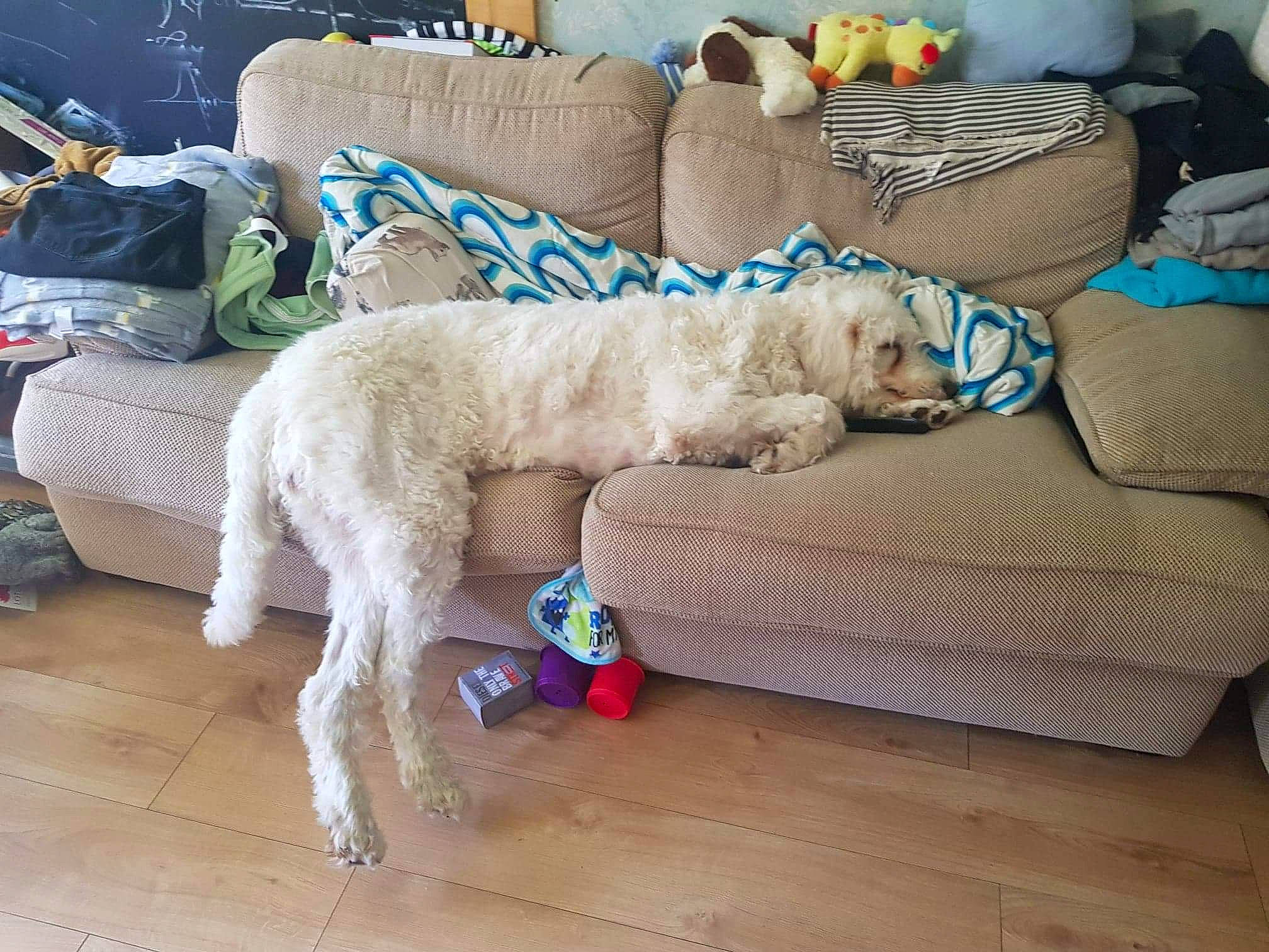 Pufi joined the competition — help win amazing prizes! canidae, carnivore, chair, companion_dog, dog, dog_breed, fawn, goldendoodle, irish_soft_coated_wheaten_terrier, labradoodle, mammal, poodle, sporting_group, standard_poodle