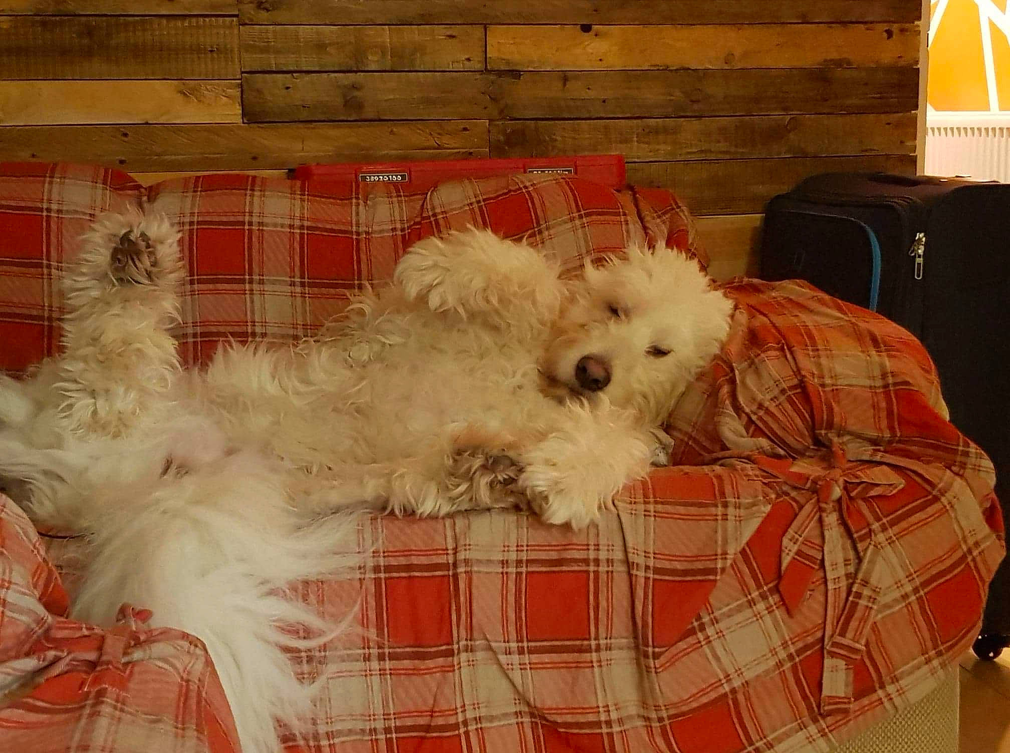 Pufi joined the competition — help win amazing prizes! bichon, bolognese, bolonka, canidae, carnivore, companion_dog, coton_de_tulear, dog, dog_breed, maltepoo, maltese, mammal, non_sporting_group, puppy, rare_breed_dog, schnoodle, terrier, toy_dog, toy_poodle, west_highland_white_terrier