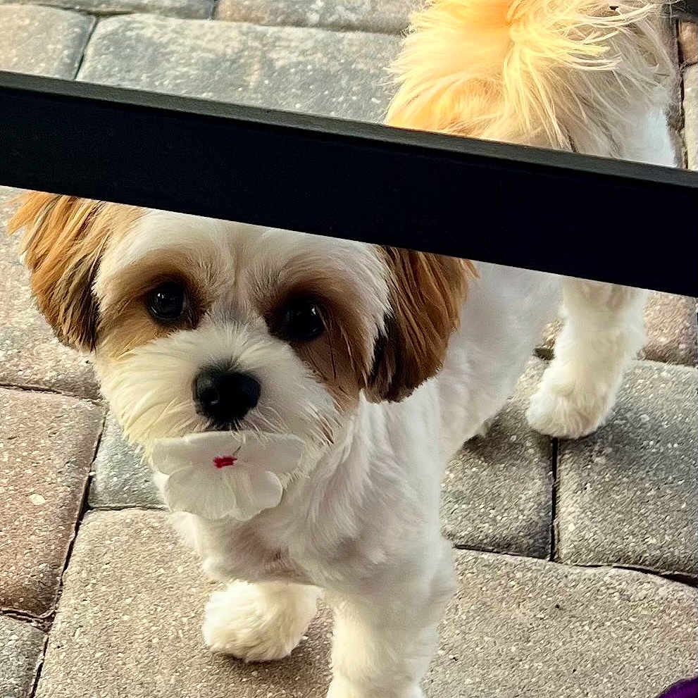 Romeo
