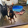 animal, attention, backyard, brown_black, concrete, curious, dog, door, ears_up, jumping, kiddie_pool, large_dog, outdoor, pet, playful, rug, small_dog, tongue_out, wall, wet_floor