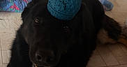Maxi participe au concours pour gagner de l'argent avec cette photo : animal, black_dog, blanket, blue_ball, canine, dog, domestic, floor, happy, head, home, indoor, looking_up, lying_down, paw, pet, playful, tile_floor, toy, wall
