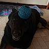 animal, black_dog, blanket, blue_ball, canine, dog, domestic, floor, happy, head, home, indoor, looking_up, lying_down, paw, pet, playful, tile_floor, toy, wall