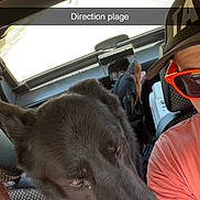 Maxi participe au concours pour gagner de l'argent avec cette photo : dog, black_dog, person, car_interior, seat, sunglasses, cap, window, sunlight, road_trip, pet, travel, red_sunglasses, animal, vehicle, summer, happy, companion, vacation, leisure