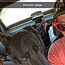 dog, black_dog, person, car_interior, seat, sunglasses, cap, window, sunlight, road_trip, pet, travel, red_sunglasses, animal, vehicle, summer, happy, companion, vacation, leisure
