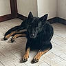 animal, black_dog, calm, canine, companion, corner, dog, domestic, door_frame, fur, house, indoor, looking_at_camera, lying_down, pet, quiet, resting, tan_paws, tile_floor, wall