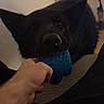 animal, black_dog, blue_toy, carpet, dog, door, floor, furniture, hand, household, human_hand, indoor, interaction, living_room, person, pet, play, room, toy, tug_of_war