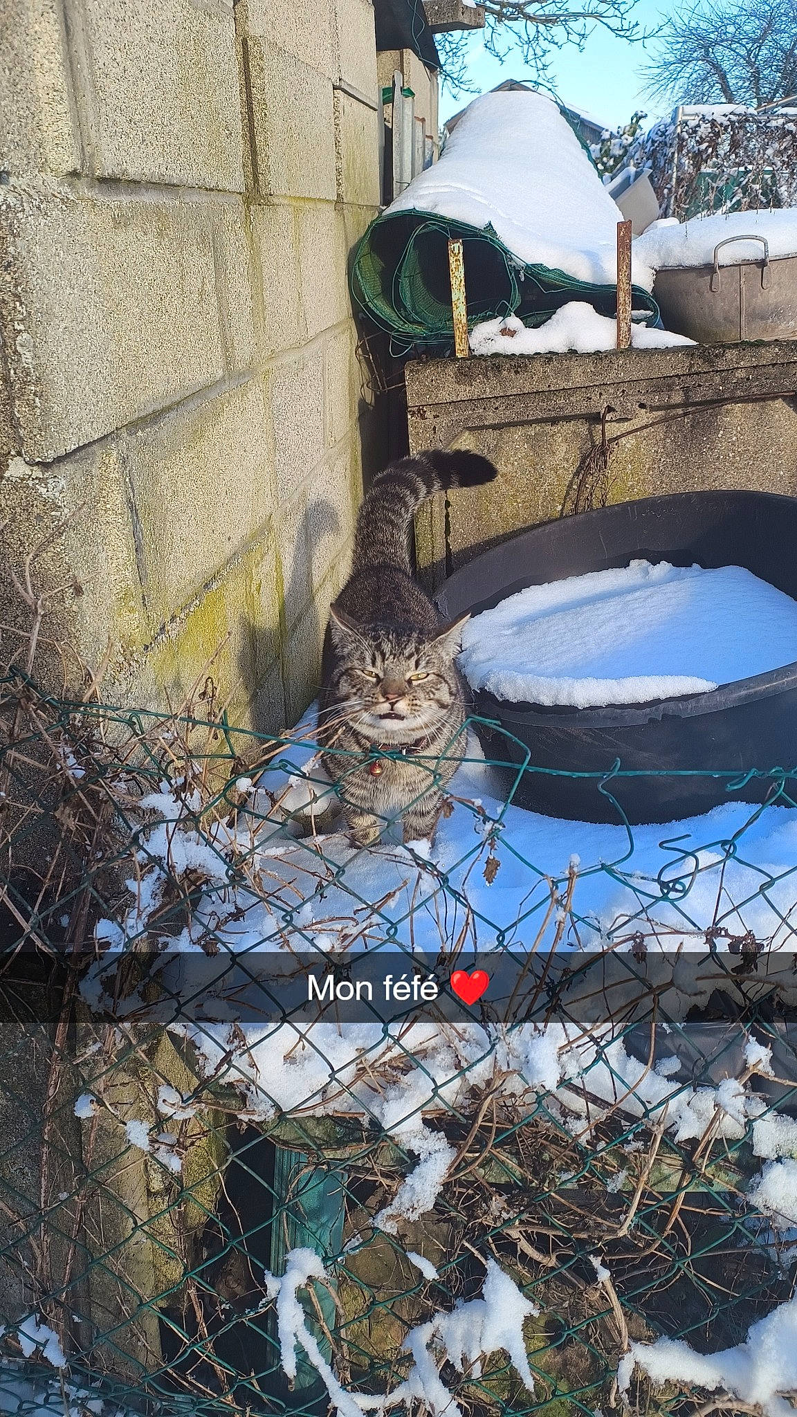 Le F a rejoint le concours — aidez-le/la à gagner de superbes lots ! carnivore, cat, domestic_short_haired_cat, felidae, freezing, fur, grass, landscape, outdoor_furniture, plant, small_to_medium_sized_cats, snow, soil, tail, tree, twig, whiskers, wildlife, winter, wood