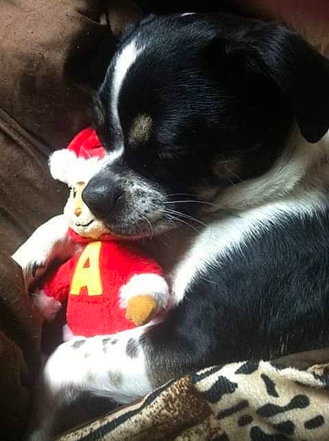 Shyla is registered to the contest to win money with this photo: canidae, carnivore, chihuahua, companion_dog, dog, dog_breed, mammal, puppy, puppy_love, rat_terrier, snout, sporting_group, toy_dog, vertebrate