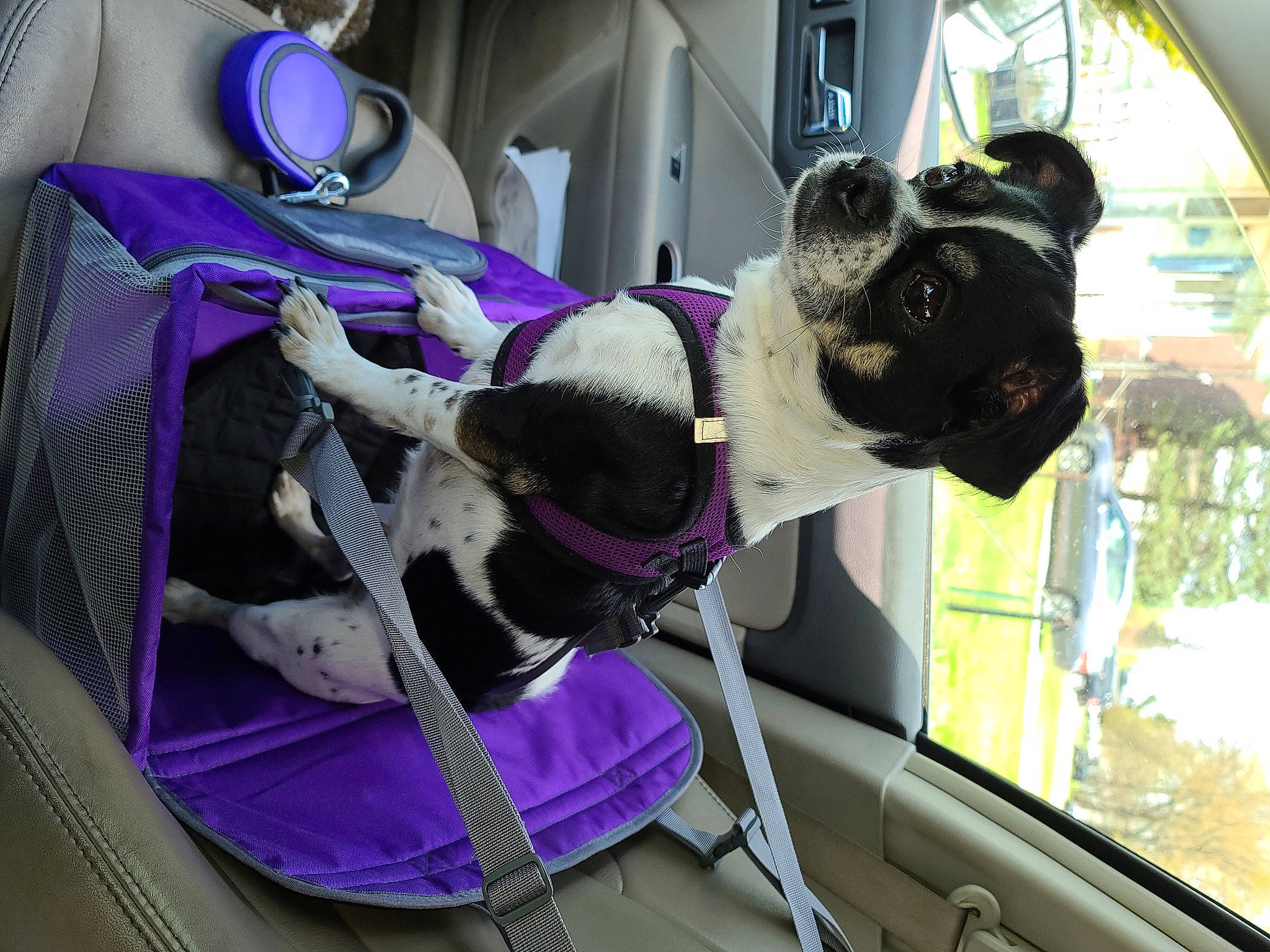 Shyla joined the competition — help win amazing prizes! boston_terrier, canidae, car_seat, carnivore, dog, non_sporting_group, purple, sporting_group