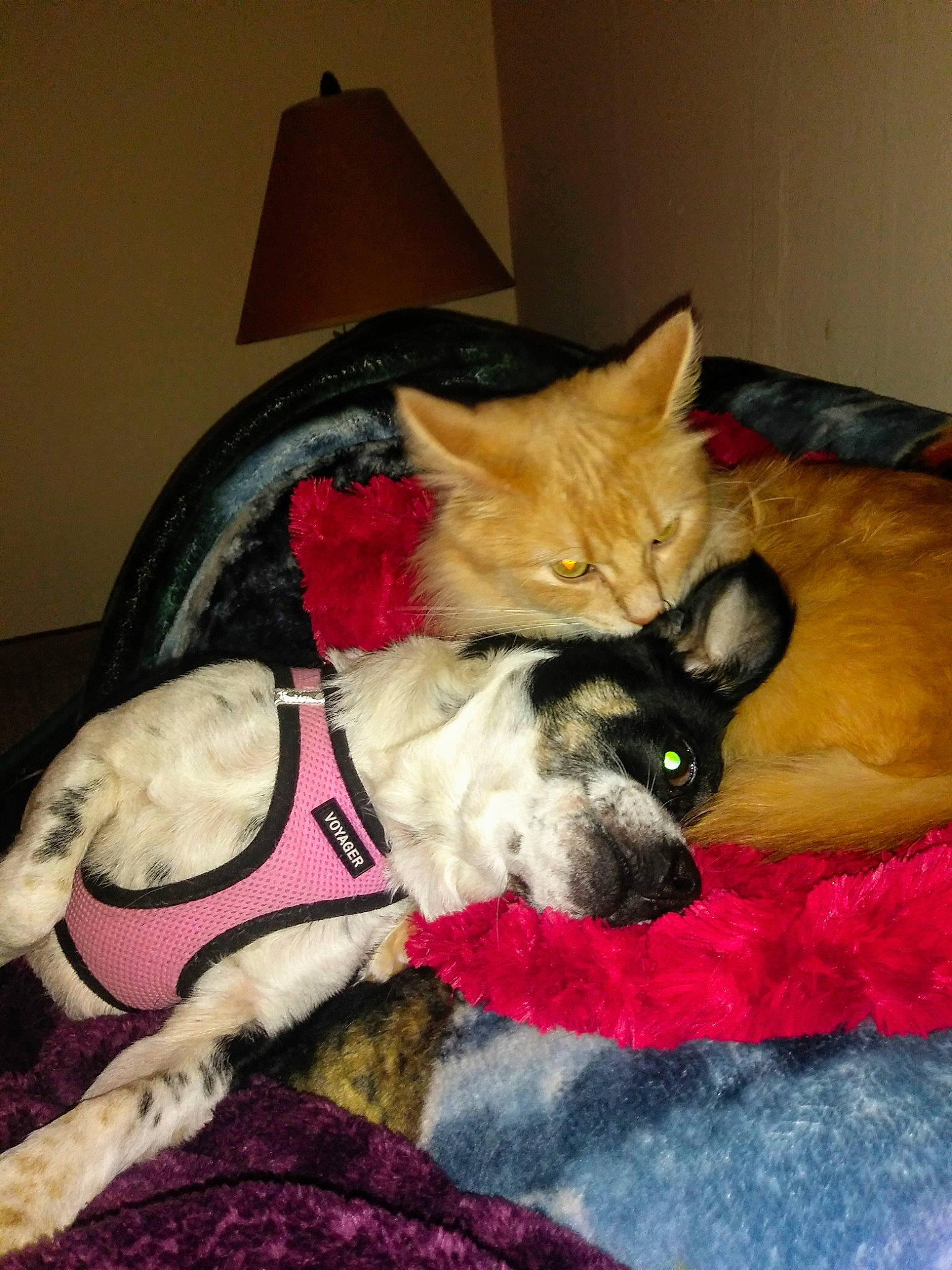 Shyla is registered to the contest to win money with this photo: canidae, carnivore, cat, dog, dog_breed, fawn, felidae, kitten, lap, mammal, small_to_medium_sized_cats, snout, tail, whiskers